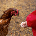 Ramalan Shio Monyet dan Ayam Jumat, 18 September 2026