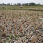 11.669 Hektare Lahan Pertanian di Kalsel Kekeringan dan Puluhan Hektare Terbakar