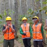 Perum Perhutani Serap 61 Ribu Tenaga Kerja Penyadap Getah Pohon Pinus di Beberapa Wilayah, Apa Saja?