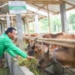 Sarana dan Kompetensi Peternak Diperkuat demi Tingkatkan Kualitas dan Pendapatan