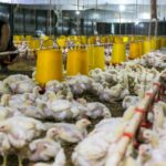 Peternak Broiler Terjepit Biaya Produksi Rp23 Ribu, Harga Jual Rp21 Ribu