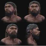 Wajah Homo Sapiens Berusia 315.000 Tahun Direkonstruksi secara Digital