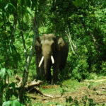 Kawanan 25 Gajah Liar Masuk Permukiman dan Rusak Sawah Warga di Pidie