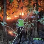 Kebakaran Hutan Perhutani di Sikayu Kebumen Hanguskan 5 Hektare Lahan