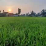 Produksi Beras Kabupaten Cianjur Surplus 271 Ribu Ton Tahun 2026